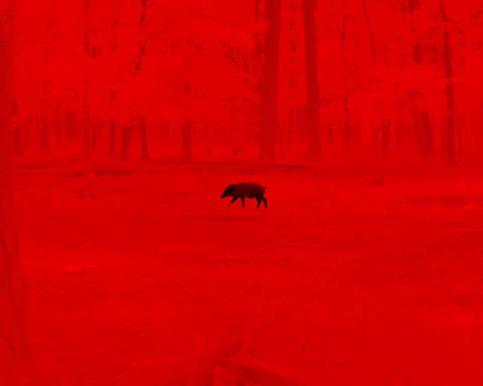 Cold Red